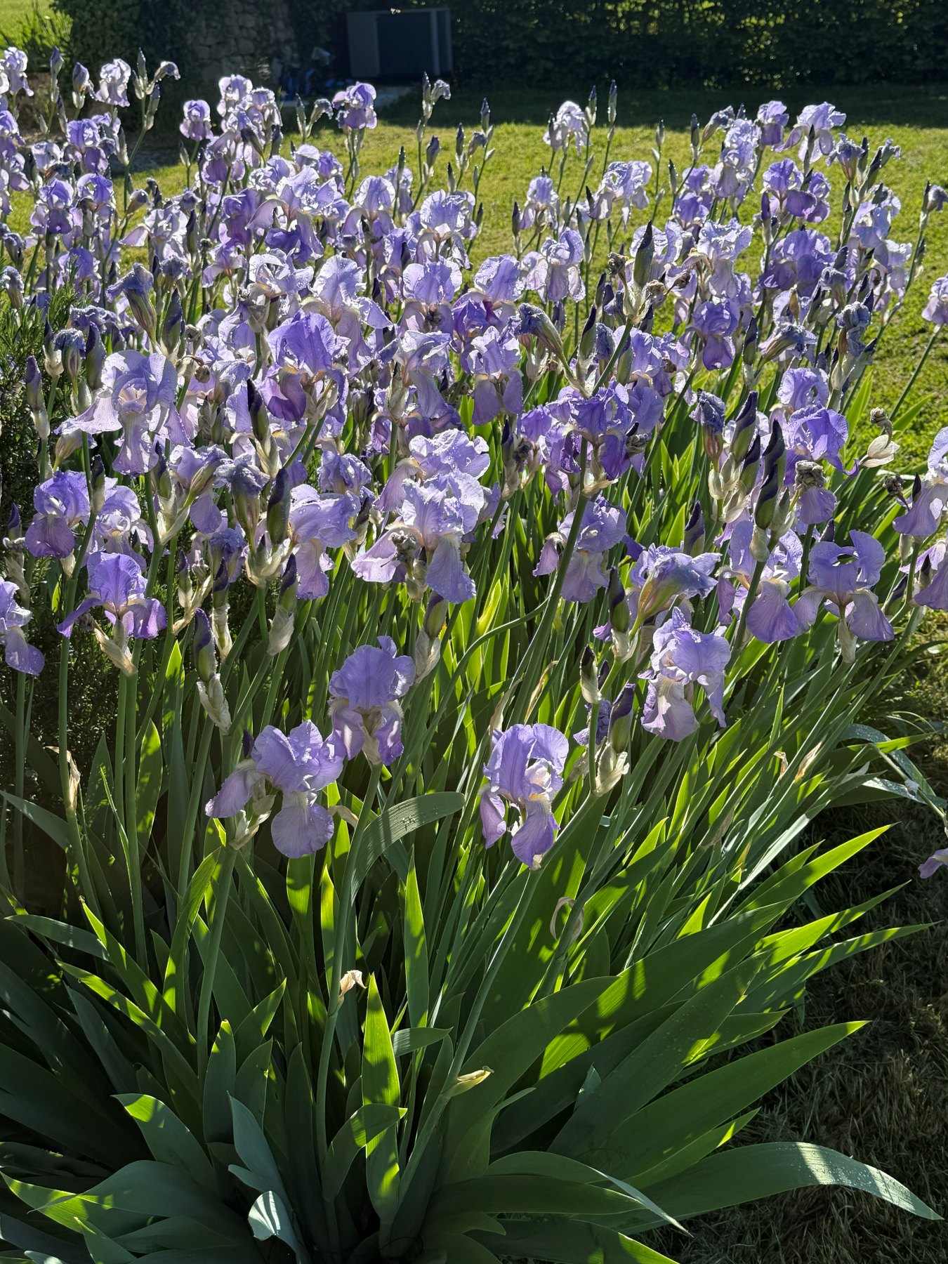 A dense bed of purple irises in flower