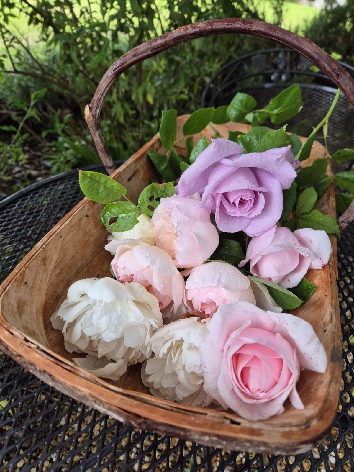 Pink, lilac and cream roses gathered in a wooden basket