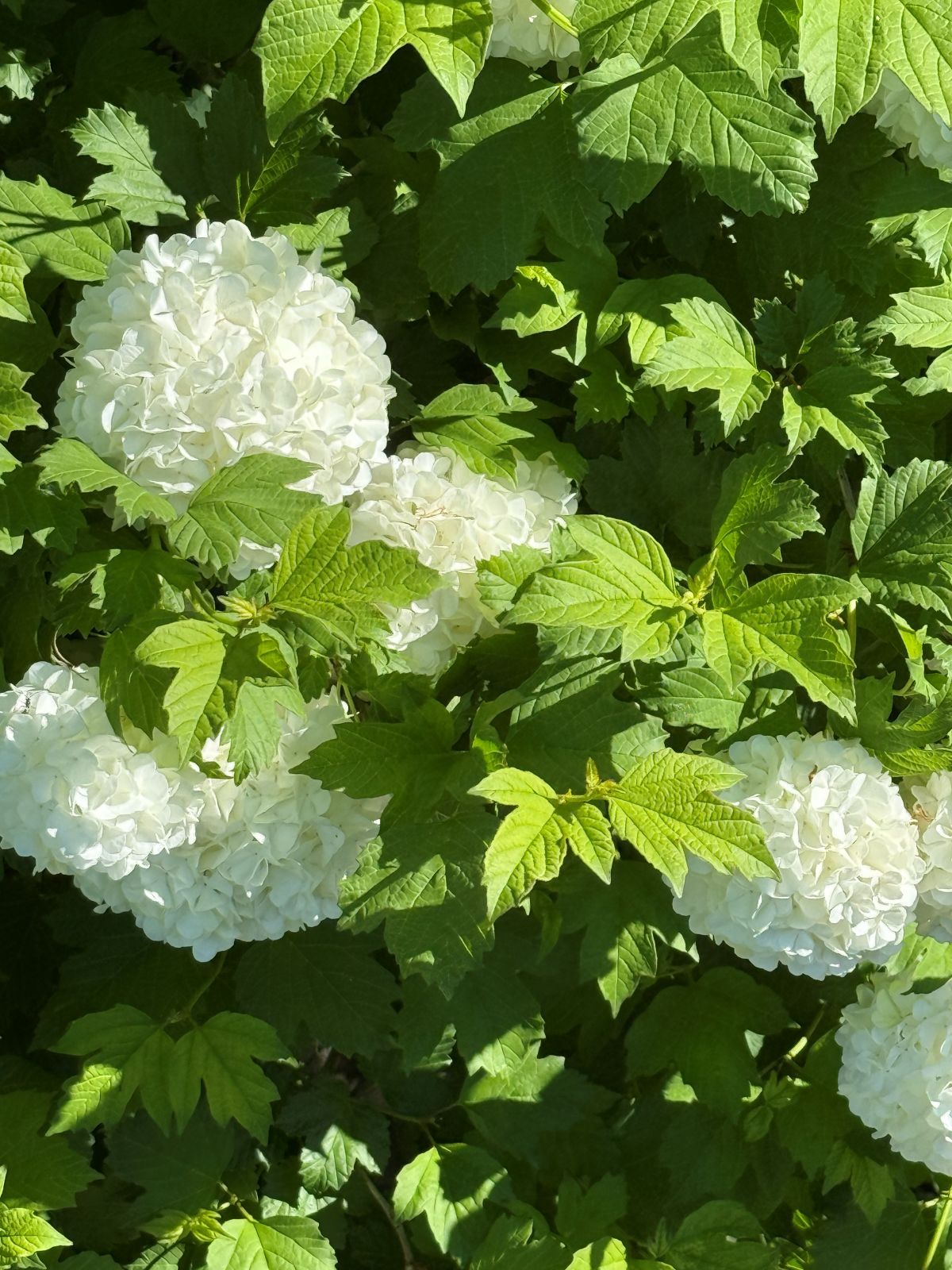 Rounded white viburnum flower clusters among green leaves