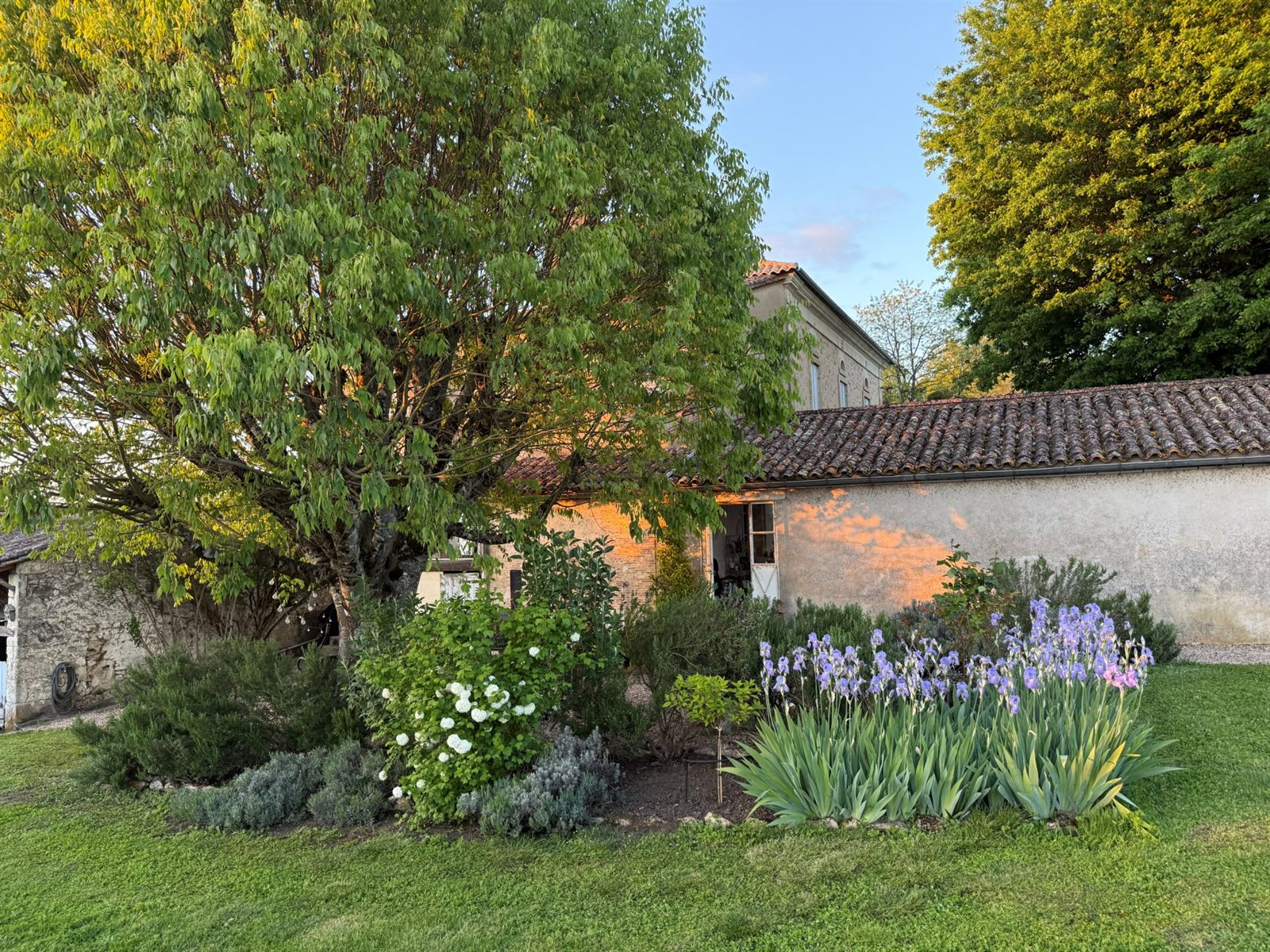 Flowering garden and mature tree beside the house