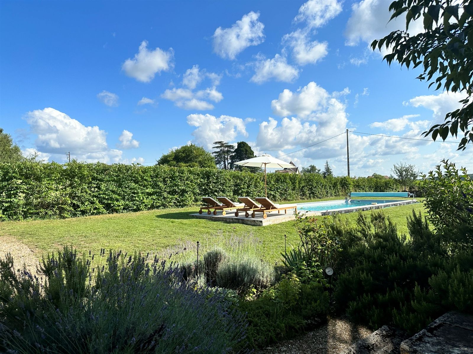 Swimming pool surrounded by summer planting