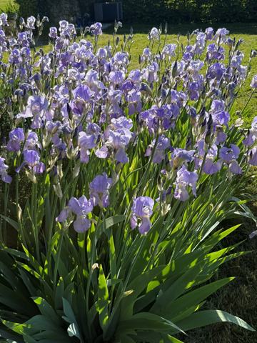 A dense bed of purple irises in flower